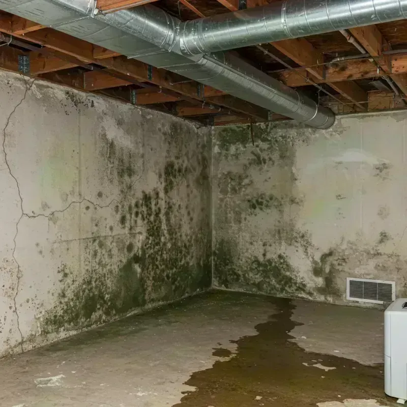 Professional Mold Removal in Manitou Springs, CO